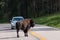 Buffalo Crossing the Road