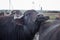 Buffalo dairy farm, animals, cattle in open air pen