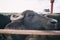 Buffalo dairy farm, animals, cattle in open air pen