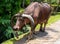 Buffalo domestic animal and sunny day