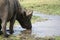 A buffalo drinking