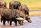 Buffalo drinking from Lake Kariba in Zimbabwe