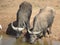 Buffalo drinking at water hole