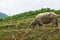 Buffalo eat grass at ricefield in lao chai sapa valey in Vietnam