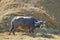 A Buffalo eating dry stack straw.