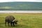 Buffalo eating grass near a little flock of birds, just in front of a massive flock of flamingos on the lake shore