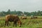 A buffalo eats grass on the edge of a rice field