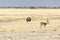 A buffalo at Etosha