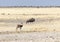 A buffalo at Etosha