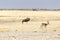 A buffalo at Etosha