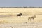 Buffalo at Etosha in Namibia savannah