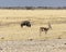 Buffalo at Etosha in Namibia savannah