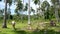 Buffalo family among green vegetation. Large well maintained bulls grazing in greenery, typical landscape of coconut