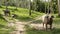 Buffalo family among green vegetation. Large well maintained bulls grazing in greenery, typical landscape of coconut