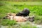 Buffalo family sleeping and dip water in cornfield