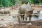 buffalo in farm