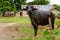 Buffalo in a farm