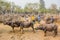 Buffalo in farm Thai Buffalo in farm background Buffalo in thailand