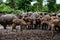 Buffalo farming in rural areas of the country