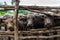 Buffalo farming in rural areas of the country