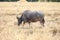 Buffalo feeding natural foods