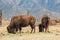 Buffalo feeding in New Mexico on the plain
