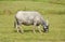 Buffalo feeding in paddle field