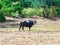 Buffalo in field near the lake, View of Yala national park, sri lanka`s most famous wild life park