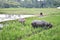 Buffalo in the fields Purworejo Indonesia