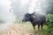 Buffalo on the foggy road