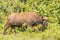 Buffalo in the forest of Aberdare Park