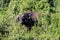 Buffalo in the forest of Aberdare Park