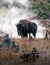 Buffalo and geothermal vents in National Park