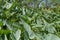 Buffalo Gourd plant growing wild in the mesquite forst of Texas