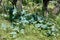 Buffalo Gourd plant growing wild in the mesquite forst of Texas