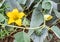 Buffalo Gourd Vine