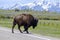 Buffalo in Grand Teton National Park
