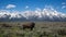 Buffalo at Grand Teton National Park