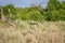 Buffalo in the grass with a Cattle egret.