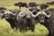 Buffalo in the grass during safari in Serengeti National Park in Tanzani. Wilde nature of Africa