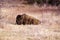 A buffalo on the grasslands