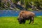 Buffalo graze alongside a western river in Yellowstone National Park