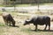 Buffalo graze.Buffalo Farmer