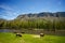 Buffalo Graze at River\'s Edge