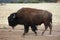 Buffalo Grazing