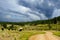 Buffalo Grazing Along a Dirt Road