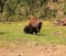 Buffalo grazing along the needles highway