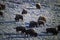 Buffalo grazing at National Bison Range near Dixon MT, Mission Range Mountains