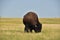 Buffalo Grazing on a Plains Prairie in South Dakota