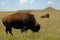 Buffalo Grazing On Prairie